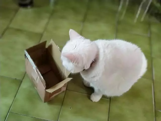 貓咪遇見鏟屎官廢棄小紙箱,努力想鑽入其中,可硬塞後腦袋被卡住