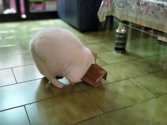 貓咪遇見鏟屎官廢棄小紙箱,努力想鑽入其中,可硬塞後腦袋被卡住