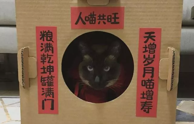 貓咪遇見鏟屎官廢棄小紙箱,努力想鑽入其中,可硬塞後腦袋被卡住