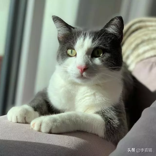 闢謠:陪貓咪玩耍也是有講究的,做到這三點能讓貓咪保持身心愉悅