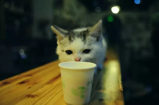 闢謠,貓咪喝的水並非越乾淨越好,常喝三種水,將導致愛貓患病!