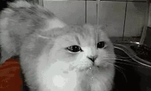 闢謠,貓咪喝的水並非越乾淨越好,常喝三種水,將導致愛貓患病!