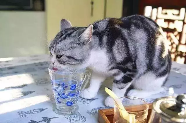 闢謠,貓咪喝的水並非越乾淨越好,常喝三種水,將導致愛貓患病!