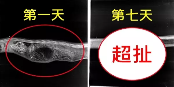 蟒蛇「吞下鱷魚」後,科學家連拍牠7天X光,沒想到才到「第3天」就嚇壞眾人!