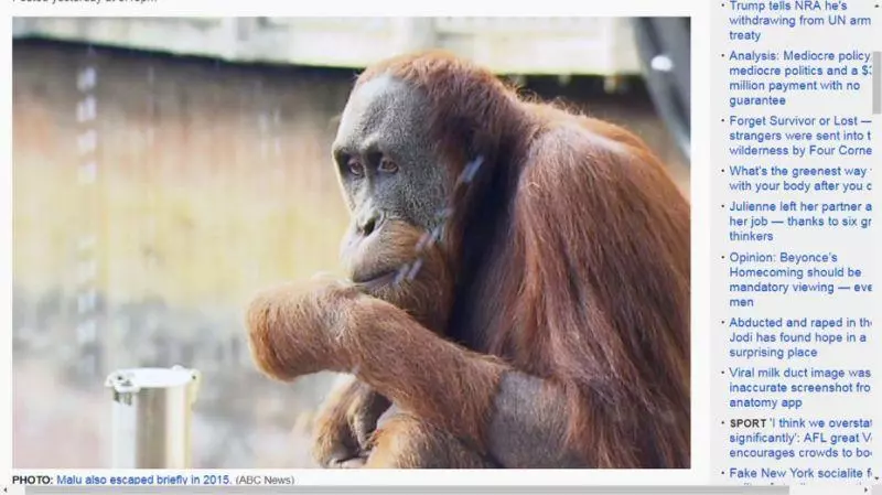 紅毛猩猩又離家出走!動物園封鎖園區 大動作就為了牠