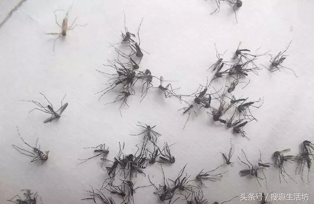 睡覺總被蚊子咬?教你自製驅蚊液,放在房間裡,蚊子來多少死多少...