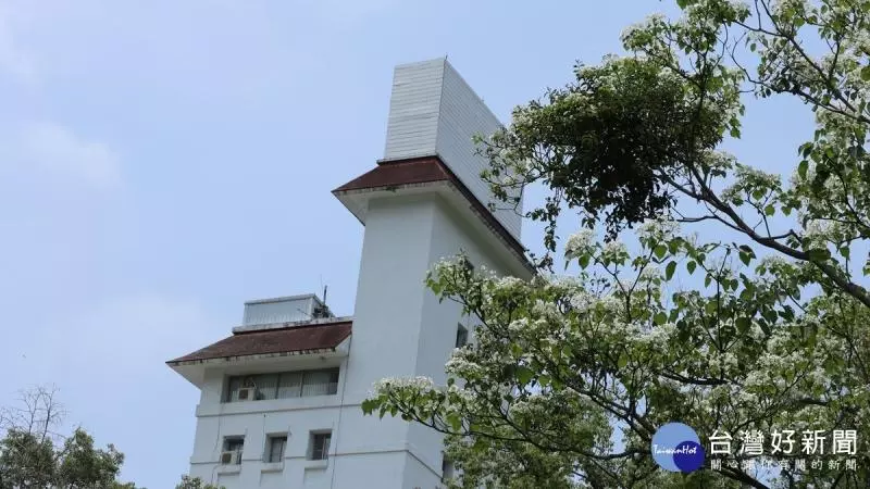 桐花紛飛好遊趣 東勢林場油桐花景交疊林間