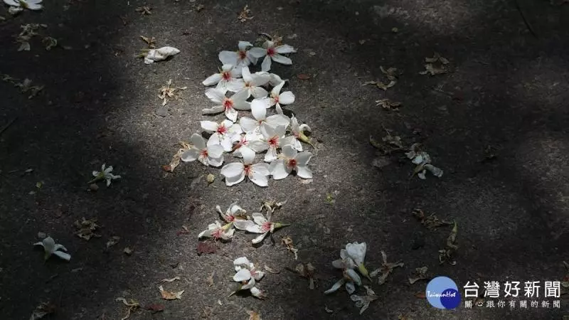 桐花紛飛好遊趣 東勢林場油桐花景交疊林間