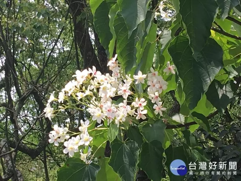 桐花紛飛好遊趣 東勢林場油桐花景交疊林間