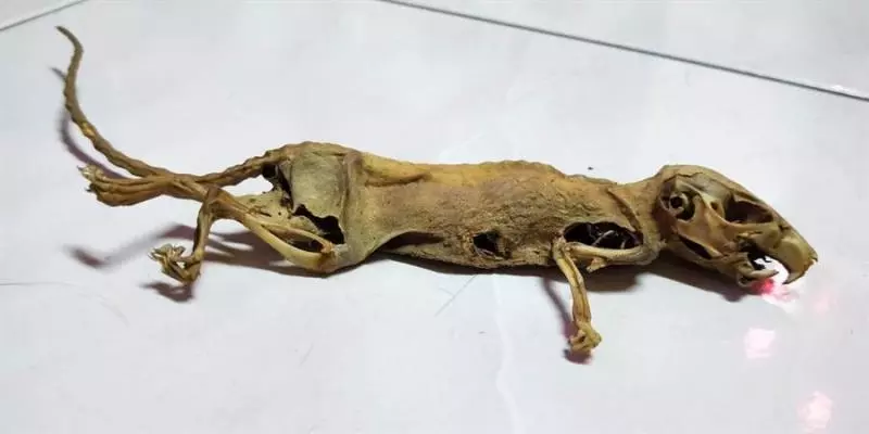 嬤櫃子發現「動物化石」網驚:迅猛龍?