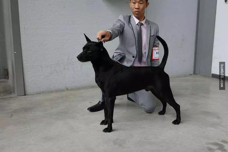 不要再叫什麼「台灣土狗」啦!獲得國際認證,正式名稱超霸氣!