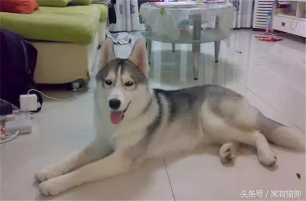 家中哈士奇意外懷孕,主人苦惱找不到生父,結果孩子出生後爸爸是誰一目了然!