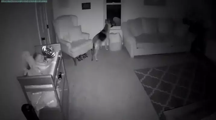 監視器拍到「狗姊姊在半夜2點溜進寶寶房」,接著的畫面證明父母沒有把狗狗送走是正確的決定!