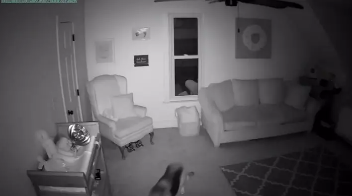 監視器拍到「狗姊姊在半夜2點溜進寶寶房」,接著的畫面證明父母沒有把狗狗送走是正確的決定!
