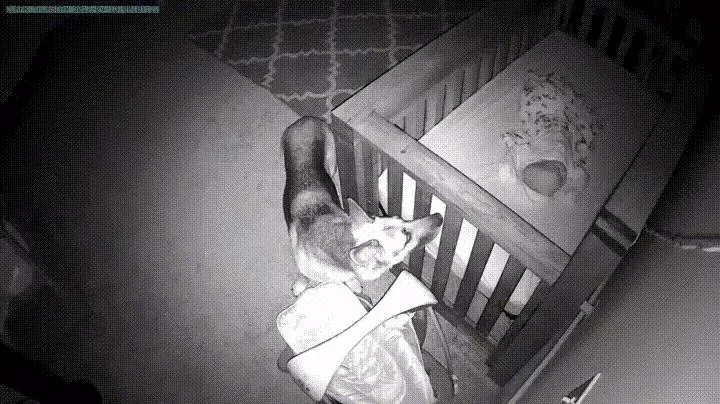 監視器拍到「狗姊姊在半夜2點溜進寶寶房」,接著的畫面證明父母沒有把狗狗送走是正確的決定!