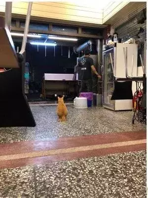 店裡突然失火,主人為了救貓咪,竟獨自闖進大火中,結局讓人感動