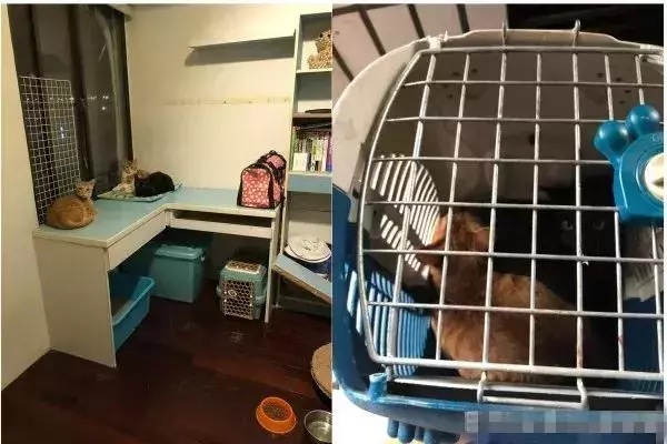 店裡突然失火,主人為了救貓咪,竟獨自闖進大火中,結局讓人感動
