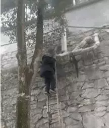 店裡突然失火,主人為了救貓咪,竟獨自闖進大火中,結局讓人感動