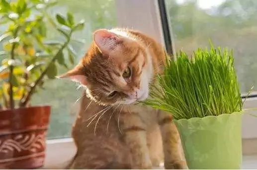 你知道貓為什麼吃草嗎?我想有以下幾點原因!