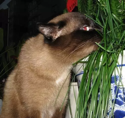 你知道貓為什麼吃草嗎?我想有以下幾點原因!