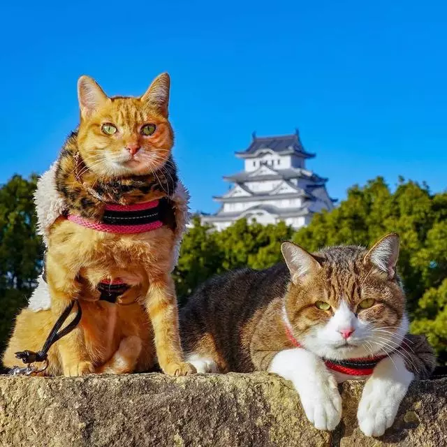 8年遊遍47個城市,這兩隻貓如果出旅遊攻略我一定買!