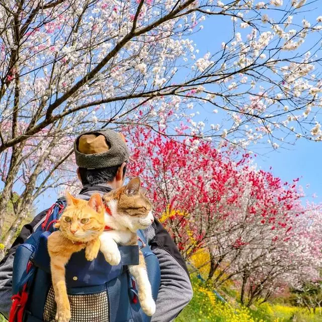 8年遊遍47個城市,這兩隻貓如果出旅遊攻略我一定買!