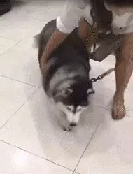 它曾是主人的寶貝,直到變胖之後……