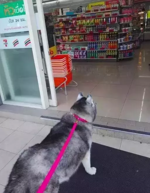 它曾是主人的寶貝,直到變胖之後……