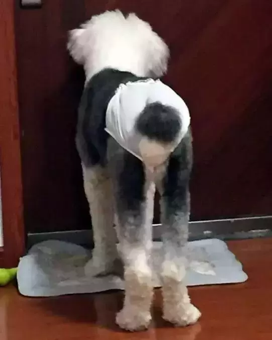 狗狗來「大姨媽」,穿上網友自製的生理褲,總覺得哪裡不太對……