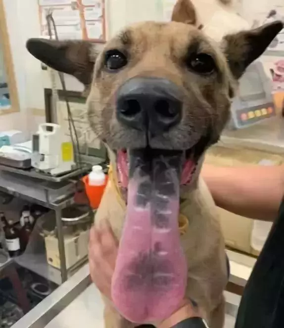 狗子凶不凶,去一趟醫院就知道了