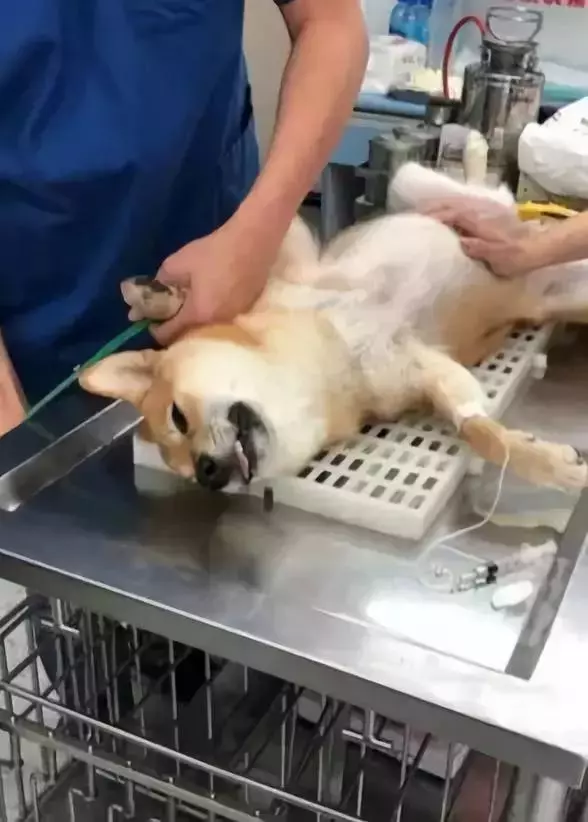 狗子凶不凶,去一趟醫院就知道了
