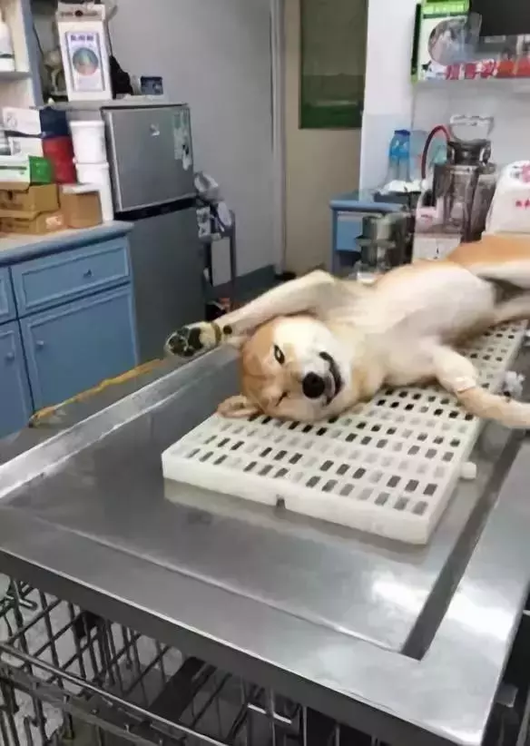 狗子凶不凶,去一趟醫院就知道了