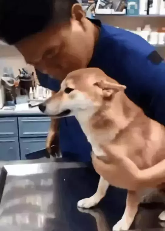 狗子凶不凶,去一趟醫院就知道了
