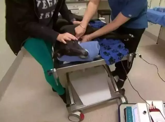 狗子凶不凶,去一趟醫院就知道了