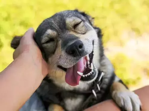 狗子凶不凶,去一趟醫院就知道了