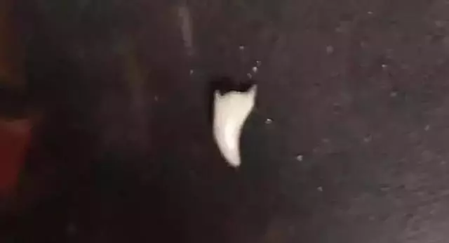 貓咪把電線咬破,結果燒焦了鬍子!網友:好可愛的買買提~