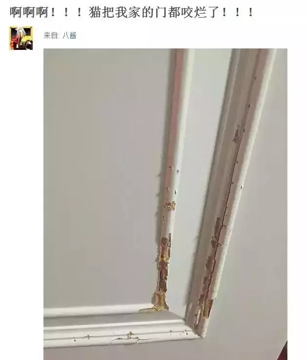 貓咪把電線咬破,結果燒焦了鬍子!網友:好可愛的買買提~