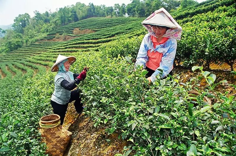 她去阿里山製茶「短短4天賺2.5萬」皮夾塞爆! 被酸炫耀「網曝光驚人月薪力挺」全台推爆:算少了