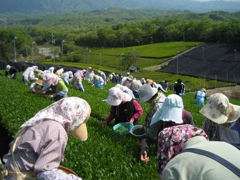 她去阿里山製茶「短短4天賺2.5萬」皮夾塞爆! 被酸炫耀「網曝光驚人月薪力挺」全台推爆:算少了