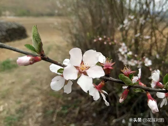 「你做我兒媳,彩禮一分沒有,不同意就別嫁」「沒關係,我嫁!」