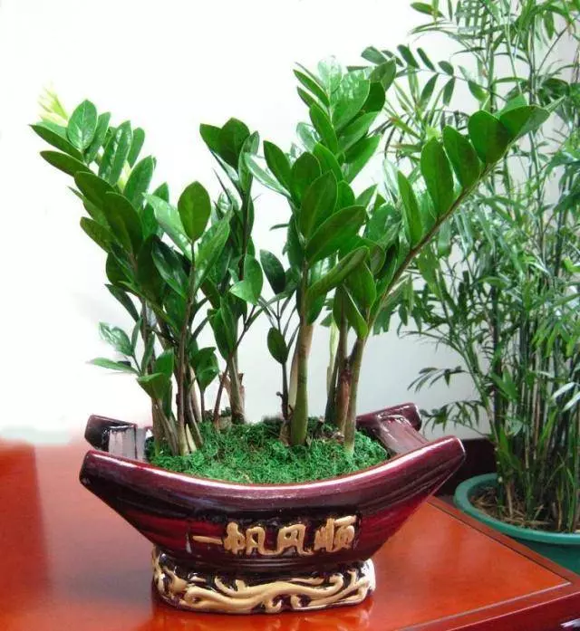 4種「樹」非常適合養客廳,寓意非常好,越養越「有福氣」,全家都喜歡