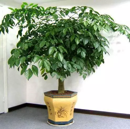 4種「樹」非常適合養客廳,寓意非常好,越養越「有福氣」,全家都喜歡