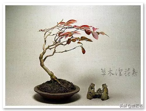 3種單幹式小品盆景蟠紮技術分享!常見風飄式、曲幹式樹形分析!