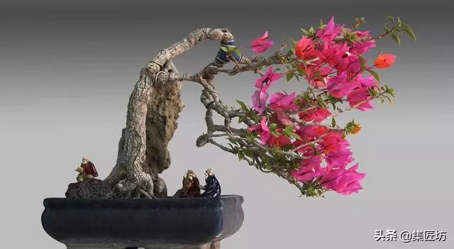 3種單幹式小品盆景蟠紮技術分享!常見風飄式、曲幹式樹形分析!
