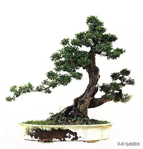 3種單幹式小品盆景蟠紮技術分享!常見風飄式、曲幹式樹形分析!