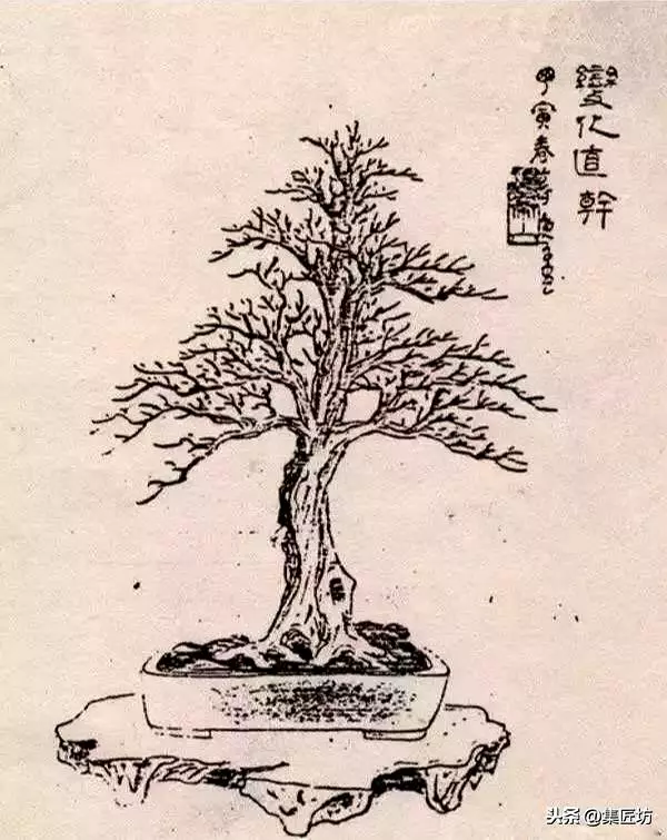 3種單幹式小品盆景蟠紮技術分享!常見風飄式、曲幹式樹形分析!