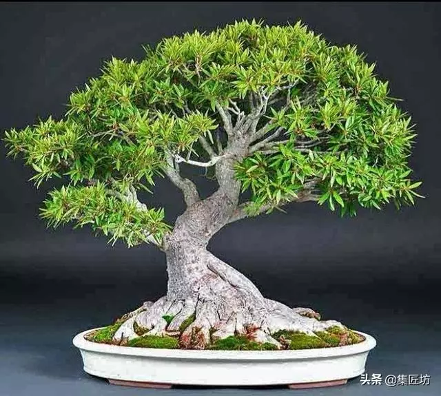 3種單幹式小品盆景蟠紮技術分享!常見風飄式、曲幹式樹形分析!