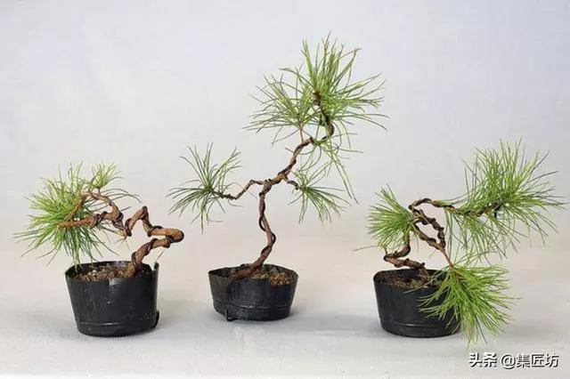 3種單幹式小品盆景蟠紮技術分享!常見風飄式、曲幹式樹形分析!