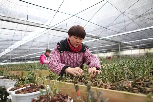 傻兒媳被婆婆趕出家門,卻苦盡甘來,一株小草改變了她的命運