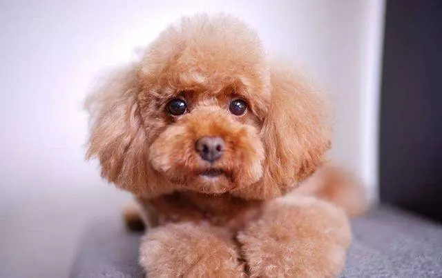 如果貴賓犬有這「5種情況」,趕緊除臭吧,不能再拖了!